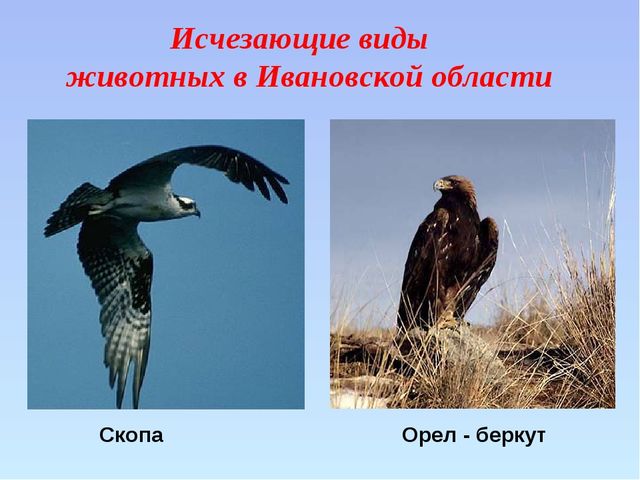 Презентация "Красная книга ивановской области"