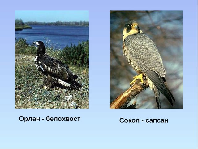 Презентация "Красная книга ивановской области"