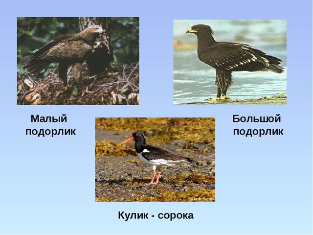 Презентация "Красная книга ивановской области"