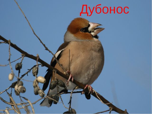 Презентация "Красная книга ивановской области"