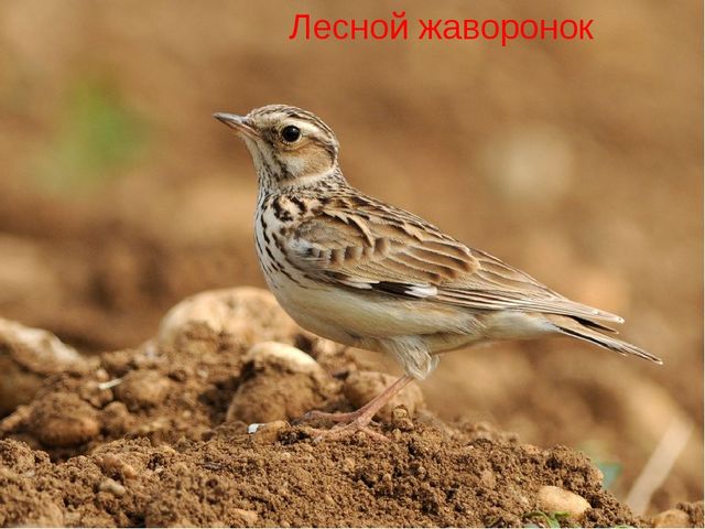 Презентация "Красная книга ивановской области"