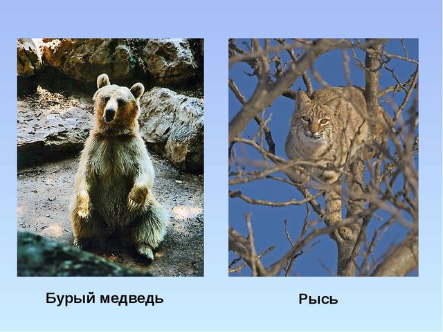 Презентация "Красная книга ивановской области"