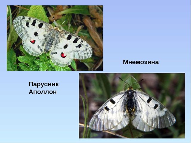 Презентация "Красная книга ивановской области"