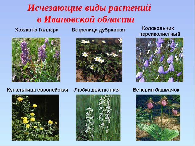 Презентация "Красная книга ивановской области"