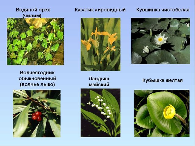 Презентация "Красная книга ивановской области"