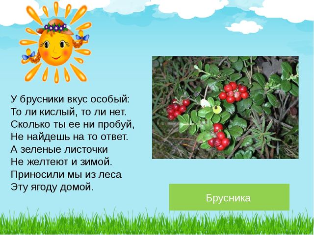 Презентация по познавательному развитию на тему "Лето в лесу" (Старшая группа)