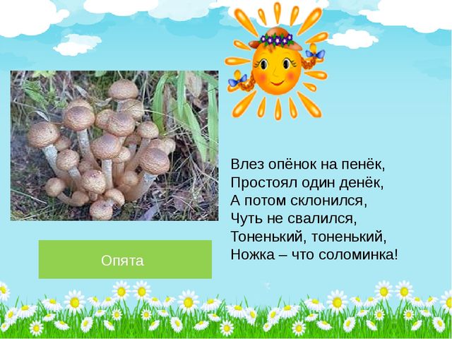 Презентация по познавательному развитию на тему "Лето в лесу" (Старшая группа)