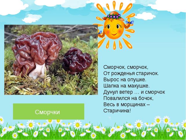 Презентация по познавательному развитию на тему "Лето в лесу" (Старшая группа)