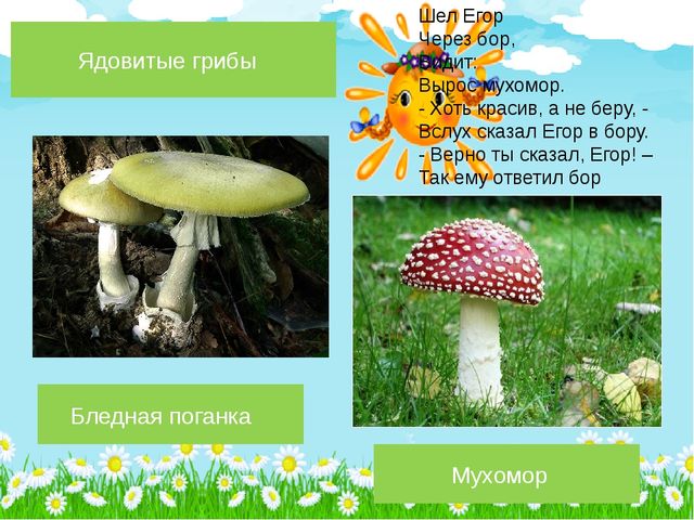 Презентация по познавательному развитию на тему "Лето в лесу" (Старшая группа)