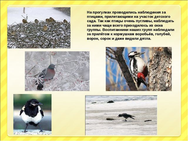 Презентация "Птицы и дети"