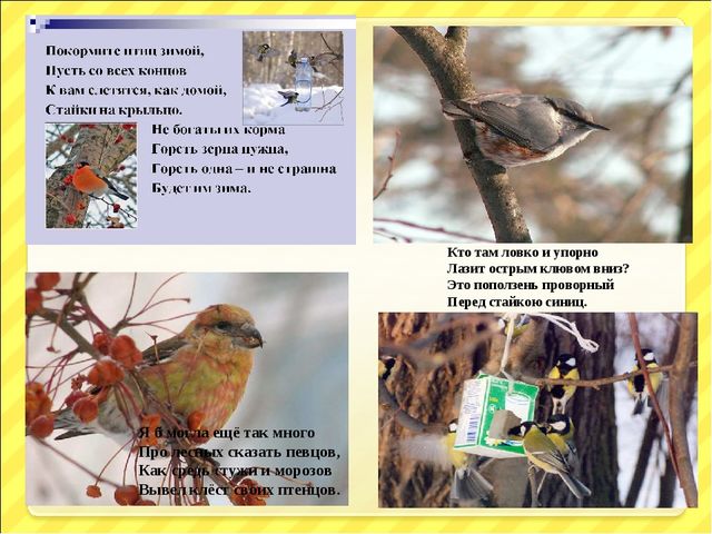 Презентация "Птицы и дети"