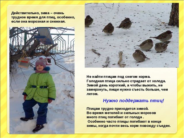 Презентация "Птицы и дети"