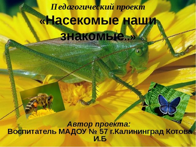 Презентация - проект "Насекомые"