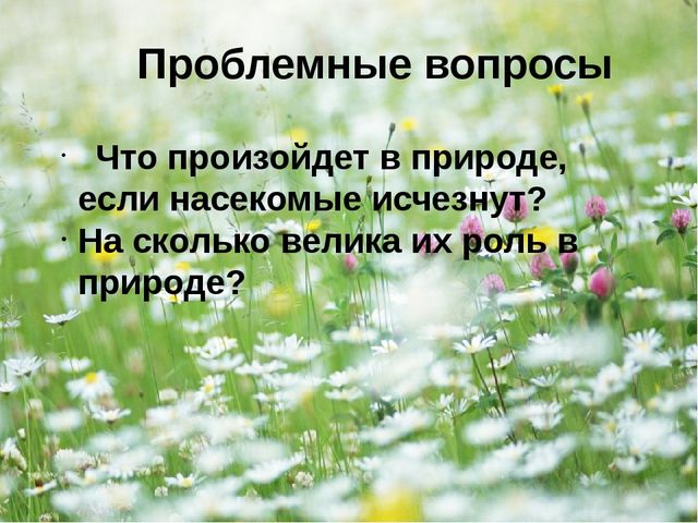 Презентация - проект "Насекомые"