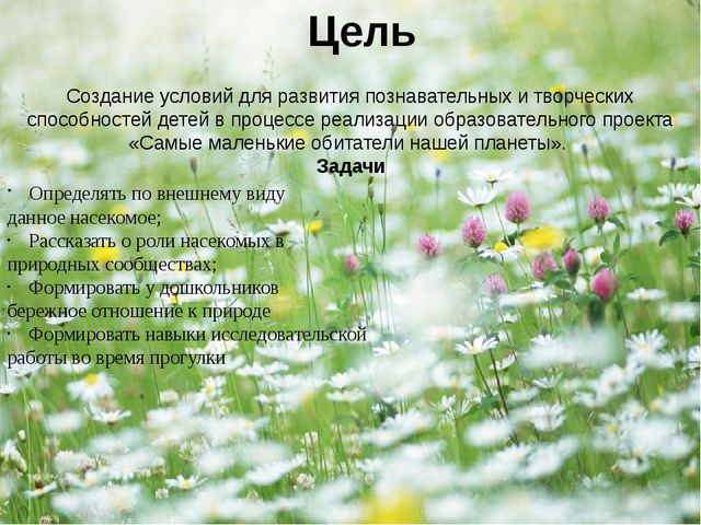 Презентация - проект "Насекомые"