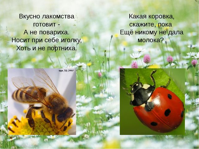 Презентация - проект "Насекомые"