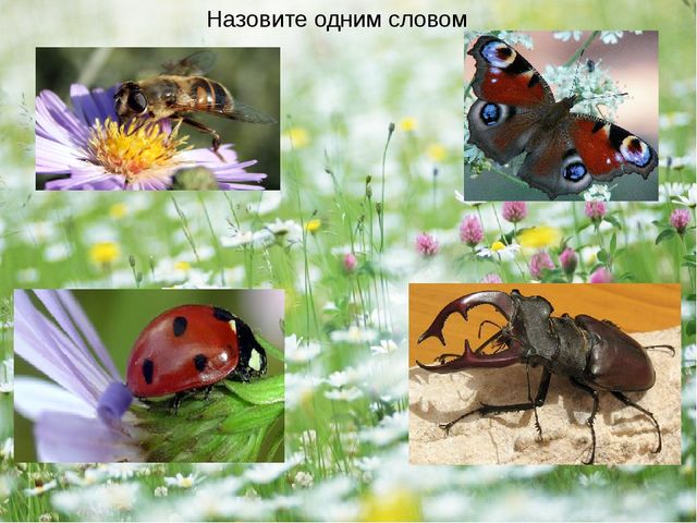 Презентация - проект "Насекомые"