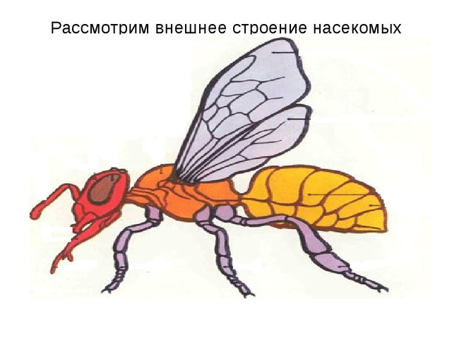 Презентация - проект "Насекомые"