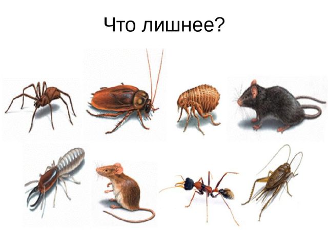 Презентация - проект "Насекомые"