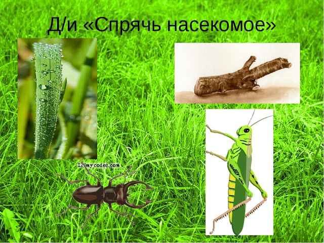 Презентация - проект "Насекомые"