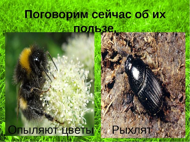 Презентация - проект "Насекомые"