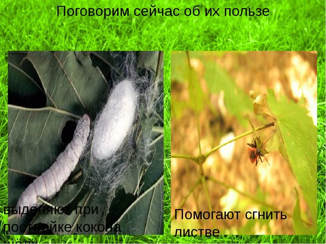Презентация - проект "Насекомые"