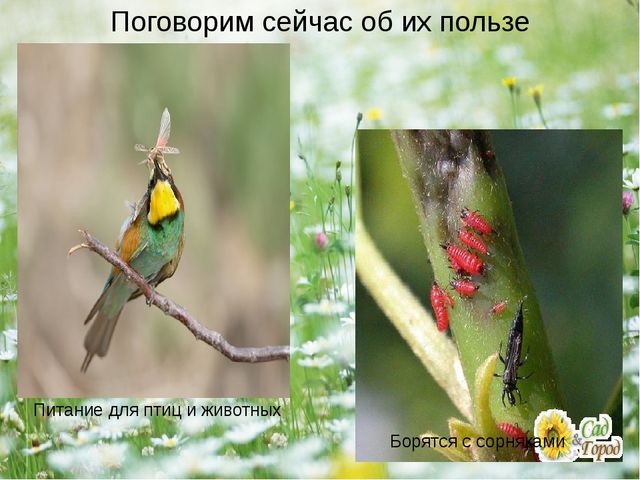Презентация - проект "Насекомые"