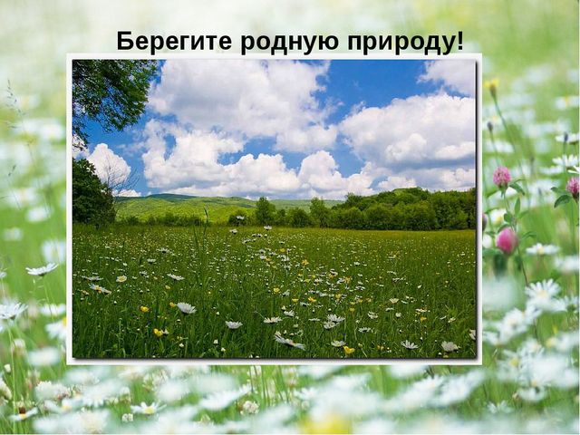 Презентация - проект "Насекомые"