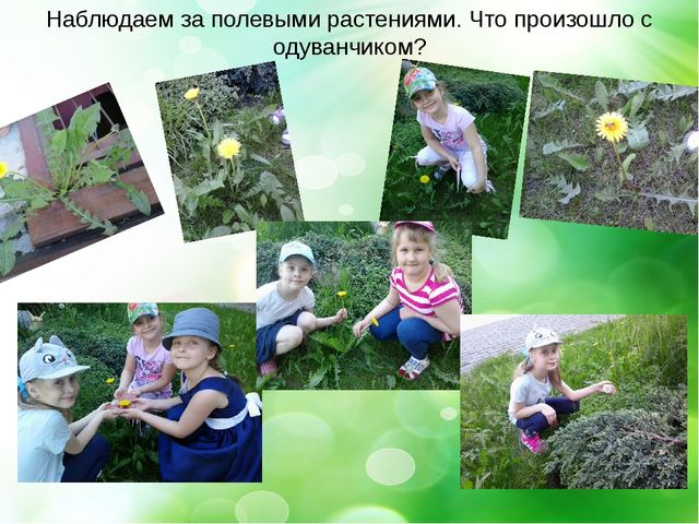 Презентация- проект "Здравствуй лето"