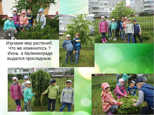 Презентация- проект "Здравствуй лето"