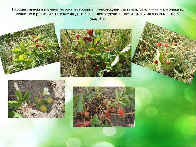 Презентация- проект "Здравствуй лето"