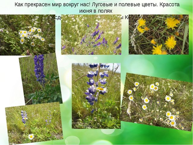 Презентация- проект "Здравствуй лето"