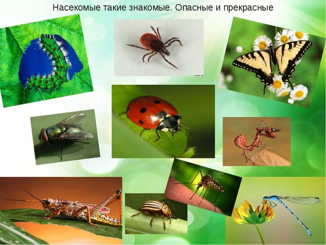 Презентация- проект "Здравствуй лето"
