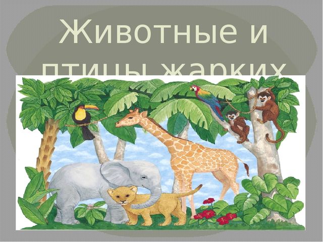 Презентация к конспекту НОД по познавательному развитию на тему: "Животные жарких стран"