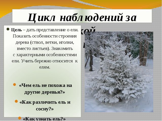 Презентация экологического проекта "Ёлочка, ёлка - лесной аромат".