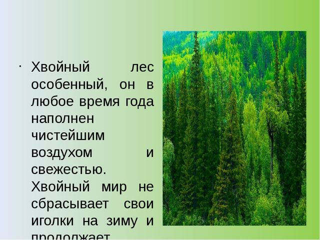 Презентация на тему: "Хвойный лес" (подготовительная группа)