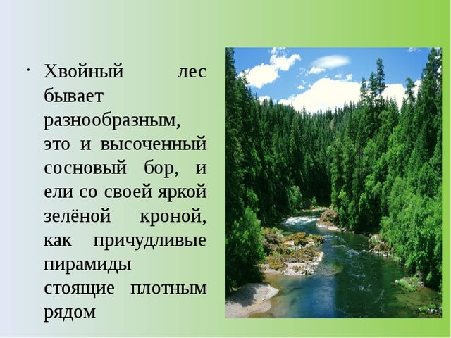 Презентация на тему: "Хвойный лес" (подготовительная группа)