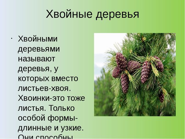 Презентация на тему: "Хвойный лес" (подготовительная группа)