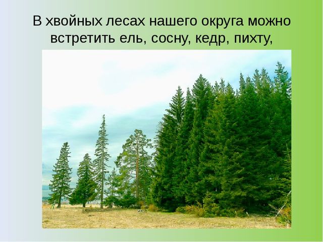 Презентация на тему: "Хвойный лес" (подготовительная группа)