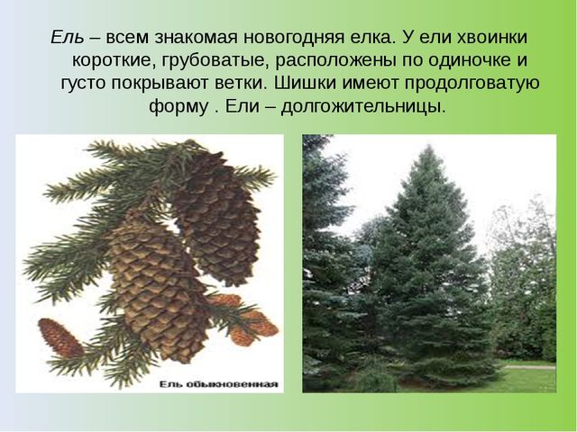 Презентация на тему: "Хвойный лес" (подготовительная группа)