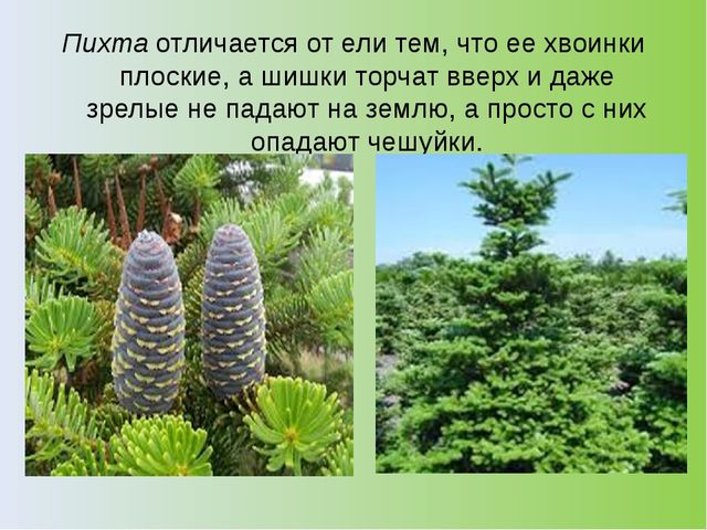 Презентация на тему: "Хвойный лес" (подготовительная группа)