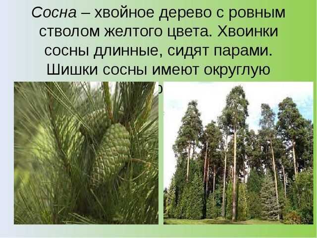 Презентация на тему: "Хвойный лес" (подготовительная группа)
