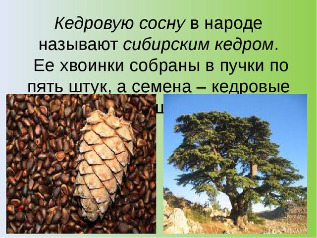 Презентация на тему: "Хвойный лес" (подготовительная группа)