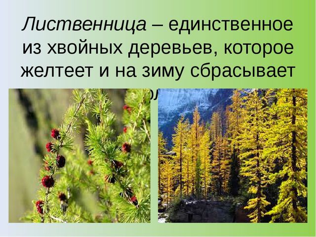 Презентация на тему: "Хвойный лес" (подготовительная группа)