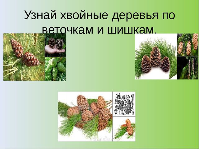 Презентация на тему: "Хвойный лес" (подготовительная группа)