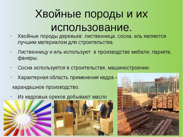Презентация на тему: "Хвойный лес" (подготовительная группа)