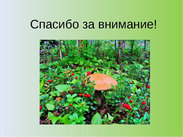 Презентация на тему: "Хвойный лес" (подготовительная группа)