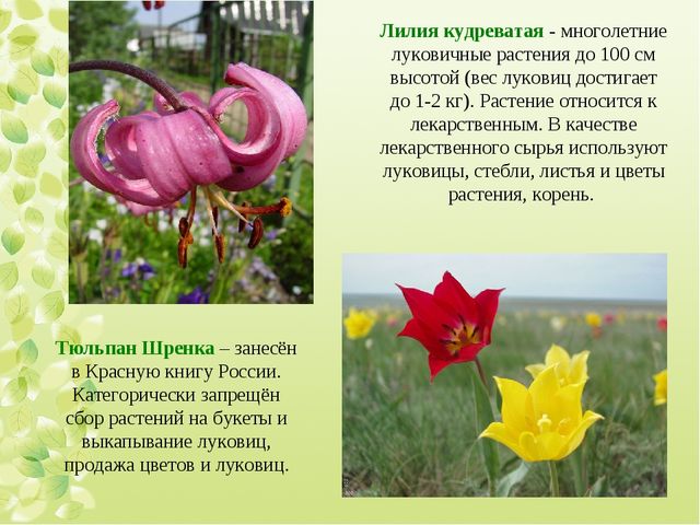 Интерактивная экскурсия "Город Орск" по краеведению