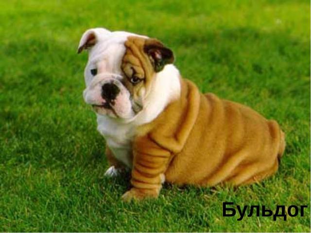 Презентация по окружающему миру "День кинолога"