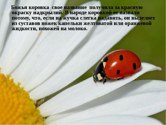 Презентация к интегрированному комплексному занятию в младшей группе на тему «Здравствуй, божья коровка!»